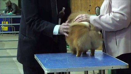 Manchester Dog Show Pomeranian Judging