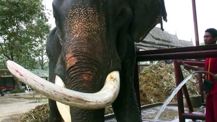 Oom Chakawan (Thai language) รูปปั้นช้างไทย