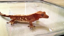 Basic Crested Gecko Care - Feeding Crickets