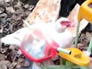 Allevamento monfalcone via delle mandrie: galline varie,anatre mute e faraone