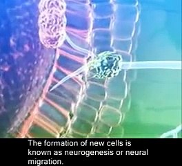 mammalian Prenatal brain development