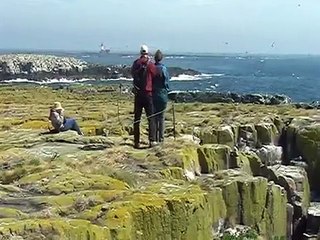Wildlife trip to the Farne Islands