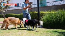 PAWW® - Correas & Collares Inteligentes para Perros y sus Humanos