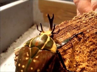 Mecynorrhina polyphemus confluens - Zucht und Haltung   Teil 1