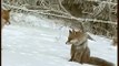 Rotfüchse im Winter - red foxes in winter 7