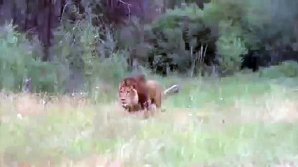 Urso vs Leão (Real)     Bear vs Lion.