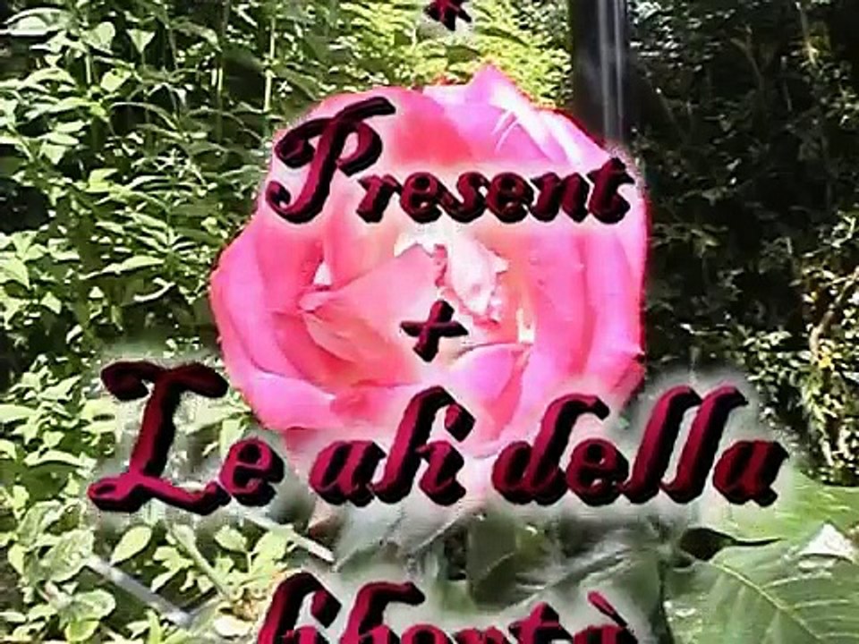Le ali della Libertà