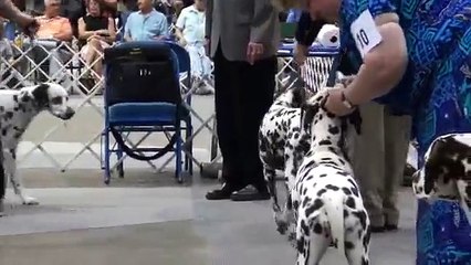 North Fort Myers Dog Show: Dalmatians Best of Breed (5-14-11)