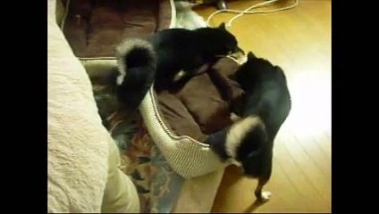 DECORE: Euro 90's Dance-House Vibe 🎶