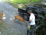 Morning Visitors Stop By For A Snack-Wild Deer in the Poconos
