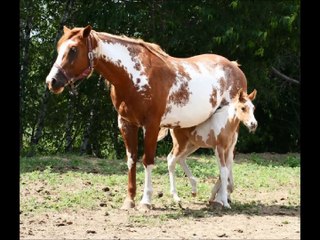 American Paint Horses!