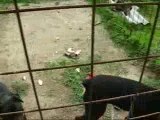 Rottwailler im corç ve monik