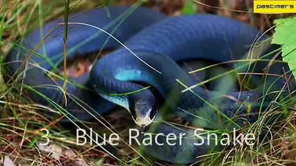 Top 10 Weirdest Snakes