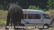 Elephant goes wild during Sri Lankan Air Lines Elephant Polo tournament