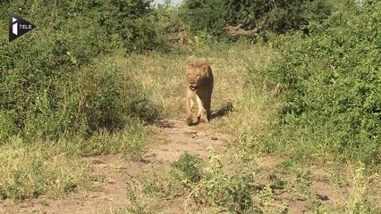 La sixième extinction animale de masse a débuté