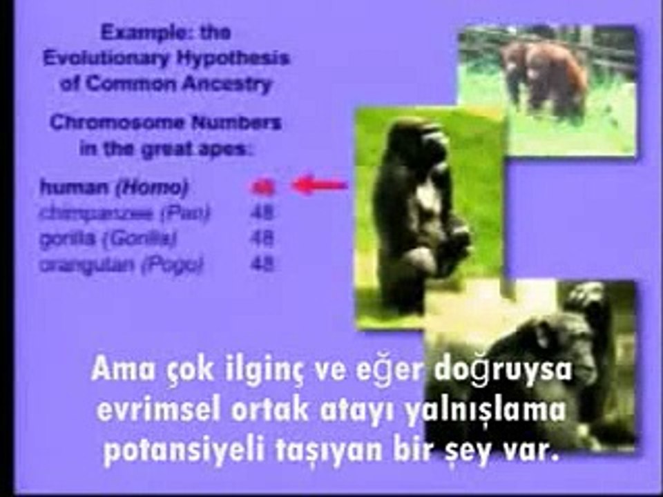 İnsan ve Maymun Genleri