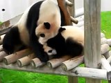 Panda 　パンダ　白浜 アドベンチャーワールド４