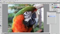 FREE Photoshop tutorial - How do I remove backgrounds from images in Photoshop?