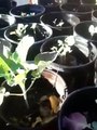Growing Broccoli Outdoors Gallon Containers With California Cauliflower Larva