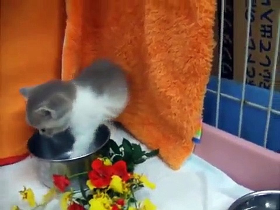 マンチカンの子猫ちゃん2008.10/11