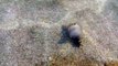 Surfing snail on Playa Grande, Costa Rica