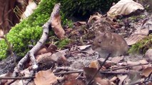 Mice in the forest - Mäuse im Wald (Myodes glareolus)