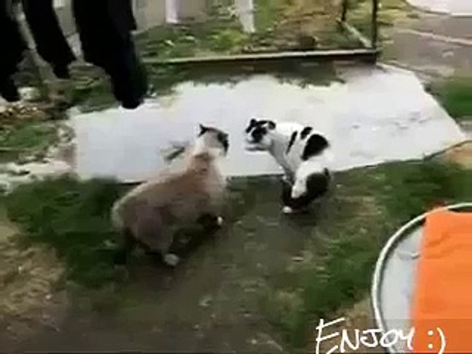 Funny cat video very dangerous