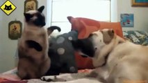FUNNY VIDEOS  Funny Cats vs Funny Dogs   Funny Animals   Funny Cat Videos   Fail Compilation