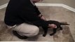 Day 58 - Mocha's Chocolate Labrador Retriever Puppies Training