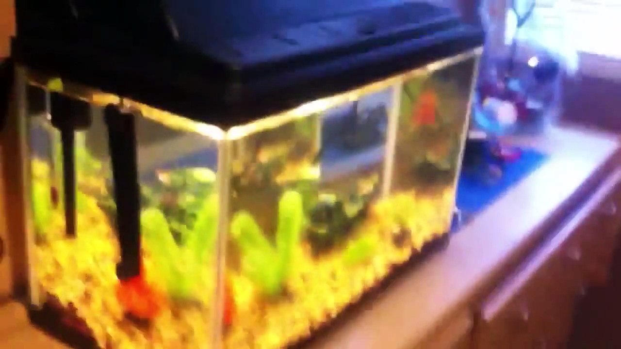 My betta fish died! :(