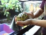 Купаем черепаху: как и зачем . Все О Домашних Животных.