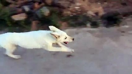 American White Shepherd Dog!