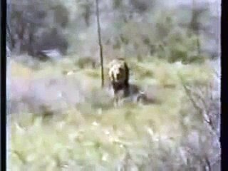 Lion Attack Hunting Safari Africa