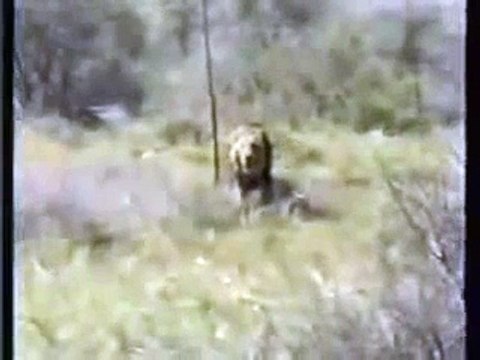 Lion Attack Hunting Safari Africa