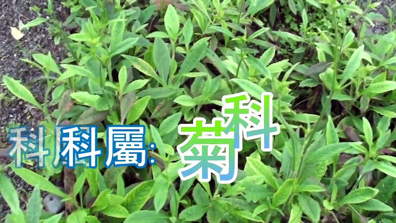 介紹藥用植物及民間常用青草藥  毛蓮菜  別名:白花丁站杇  大本丁竪杇