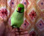 Parrot speaking Punjabi  by Usman Haider Arifwala