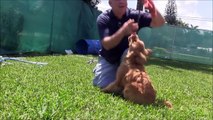 PUPPY TRAINING: Adorable Golden Retriever puppy getting SUPER STAR dog training!