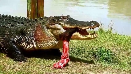 American Alligator in Alabama