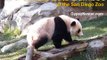 Panda Eats Bamboo at the San Diego Zoo!