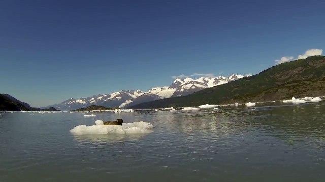 Un phoque surpris par un voilier