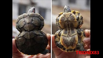 Animales Extraños: Mutaciones geneticas en animales, animales mutantes reales vivos