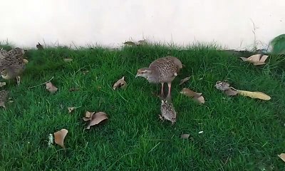 Dakhni Teetar (Gray Francolin) With Their Chicks At Shah Allah Ditta!