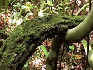 The Life Cycle of Mosses and Liverworts