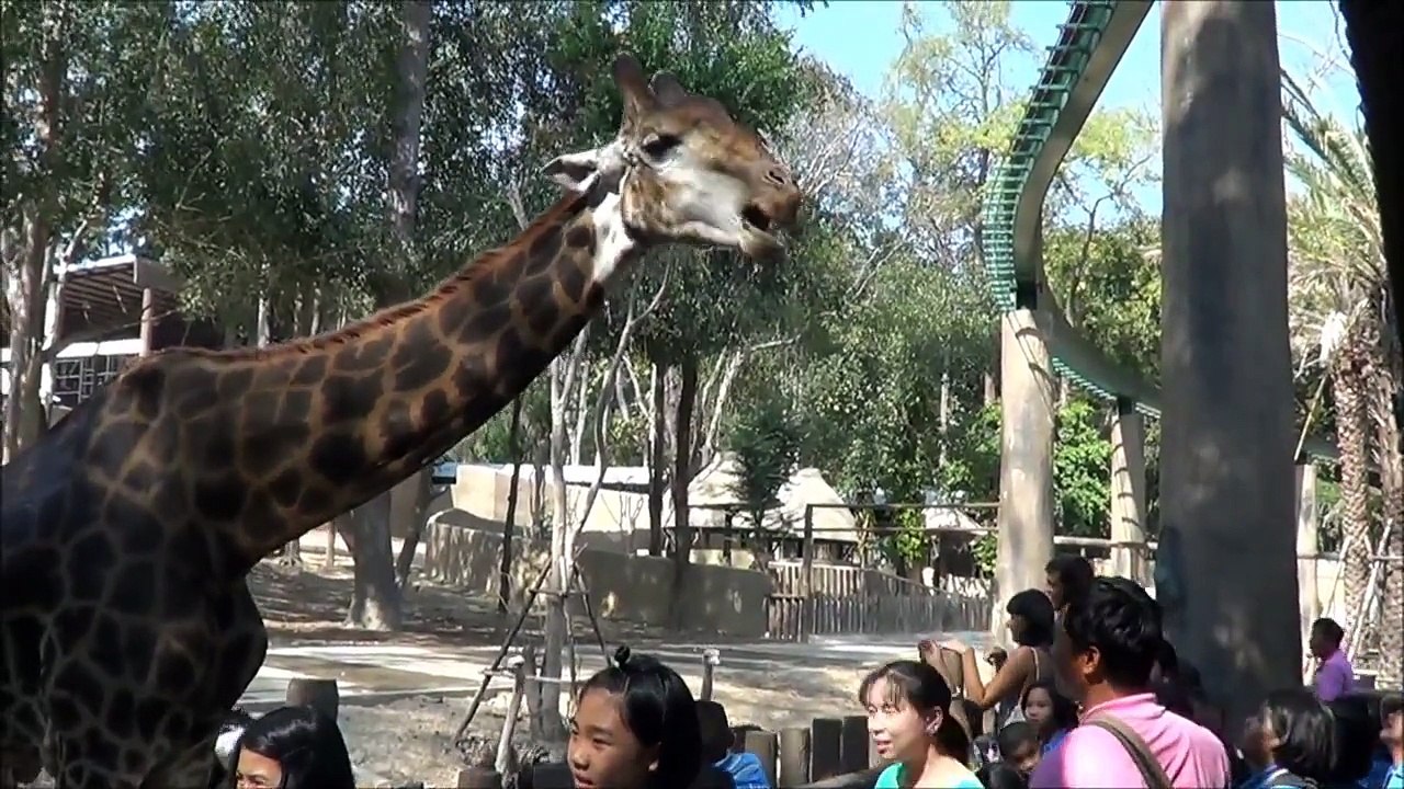 ยีราฟ (สวนสัตว์เชียงใหม่) Chiang Mai Zoo - Thailand