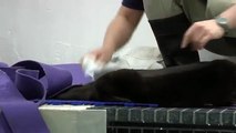 Une loutre qui fait sa toilette, rien de plus beau à voir