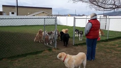 (Incroyable) Des chiens attendent d'entendre leur prénoms pour sortir de l'enclos