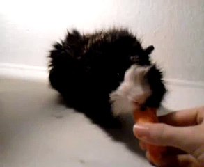 Guinea pig trick (learn how to in 6 simple steps)