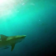 Zac Efron frôle la mort en nageant avec des requins