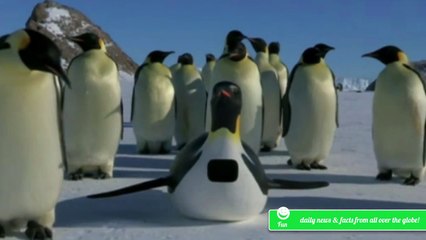 Super Sweet: Robot Penguins with cams making real friends!