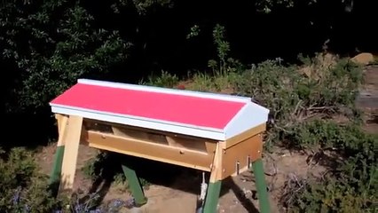 Bees Making Honeycomb
